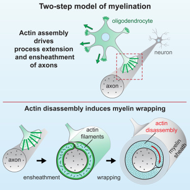 <p>Postnatal myelin forms, occurring from infancy to adolescence</p><ul><li><p>Causes peak brain weight at ages 12-14</p></li><li><p><strong>Fourth </strong>in the neural development sequence</p></li></ul><p></p>