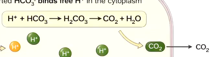 <p>INTRACELLULAR BICARBONATE ACTS AS A BUFFER</p><ul><li><p>H+ ions go in, and are buffered by bicarbonate</p></li><li><p>Produces <strong>CO2, </strong>which then diffuses out of the cell and into the blood to be brought to the lungs and exhaled </p><ul><li><p>Links cellular buffering to ventilation and gas exchange </p></li></ul></li></ul><p></p>