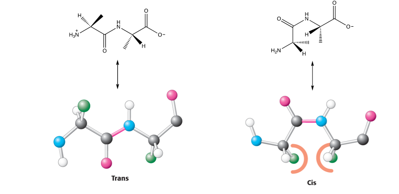 <p>the trans configuration as in the cis form there’s unfavourable steric clashes&nbsp;</p><p>proline is an exception though as both trans and cis configuration  cause steric clashes so they are equally favoured </p>