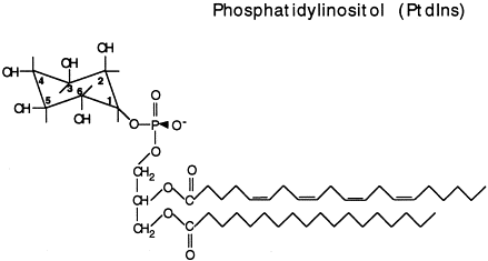 <p>Diacylglycerol (DAG) + phosphate + inositol inserted into membrane with fatty acid </p>