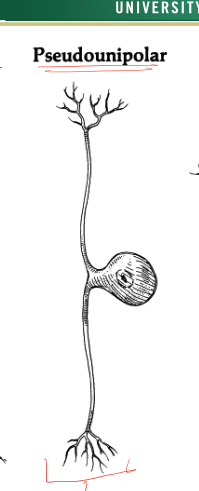 <p>lots of sensory nerves fall into this morphology, more so than the multipolar that we see as a classic model </p>