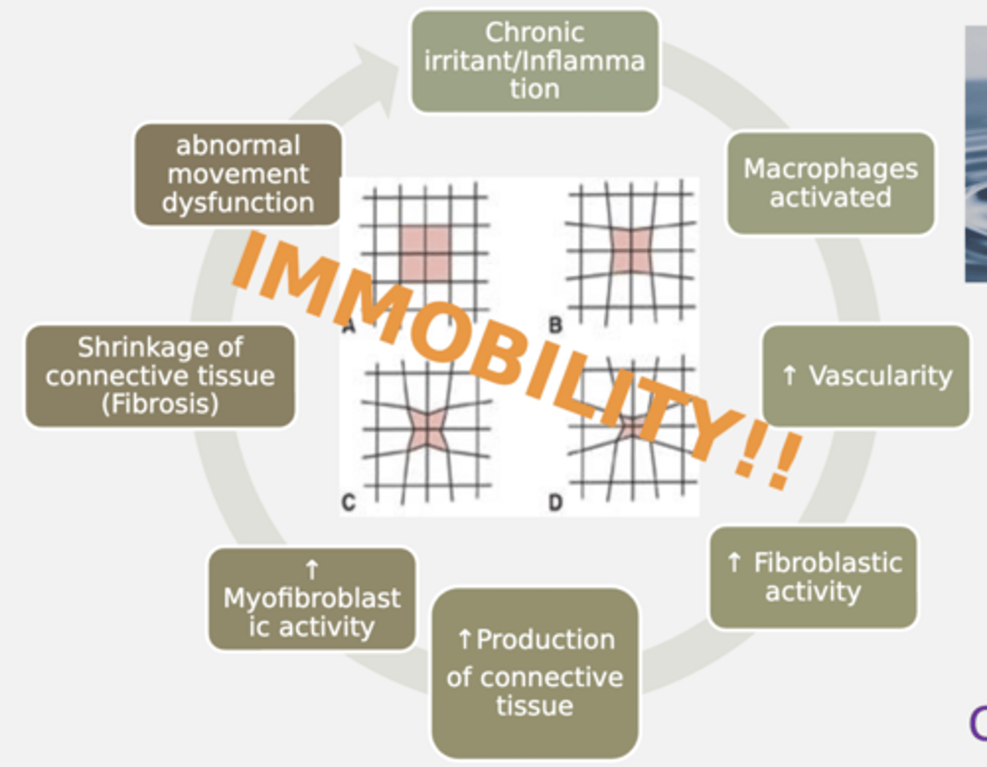 <p>CYCLE REPEATS AS LONG AS IRRITANT IS PRESENT</p><p>- Cycle occurs due to immobility</p><p>1. Trauma/Injury</p><p>2. Macrophages activated</p><p>3. Increased blood flow (vascularity)</p><p>4. Increased fibroblasts</p><p>5. Increased connective tissue production</p><p>6. Increased myofibril activity</p><p>7. Shrinking of connective tissue (FIBROSIS)</p><p>8. Abnormal movement dysfunction</p>