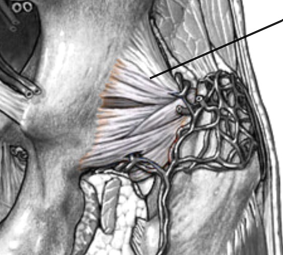 <p>Which ligament of the hip is located <span>on the posterior side of the hip joint?</span></p>