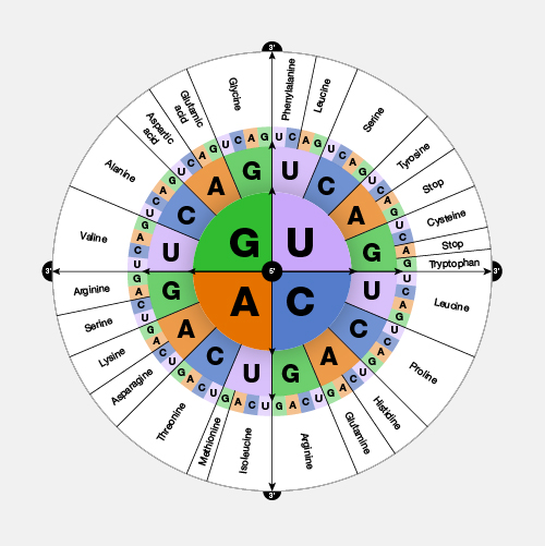 <p>Codons are grouped together to form ___ which are translated into one protein.</p>