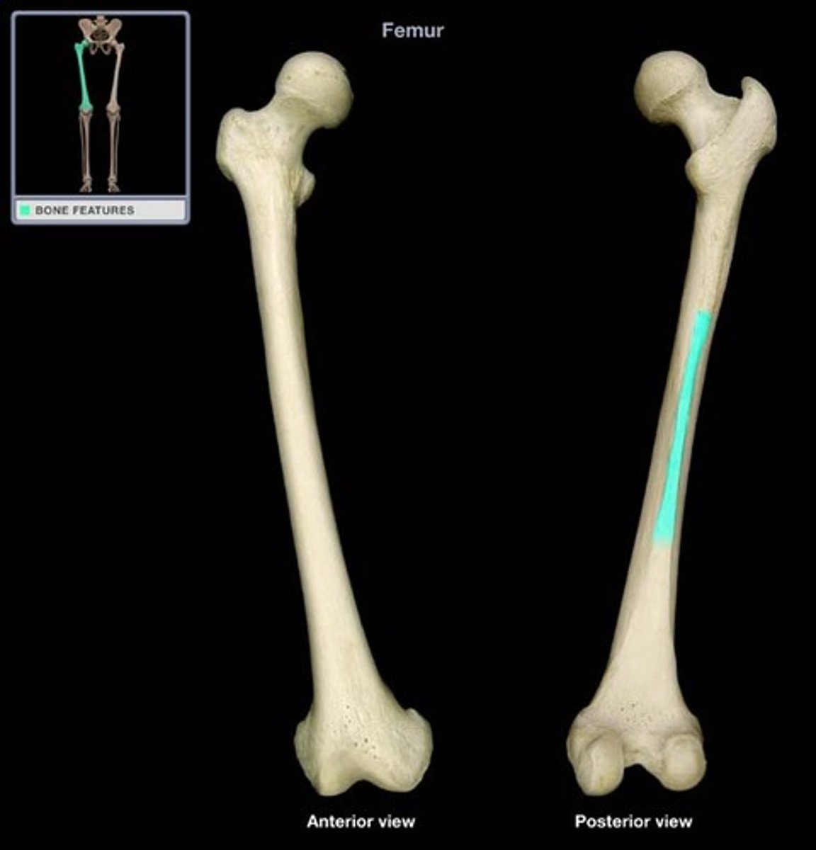 <p>- origin of vastus lateralis</p><p>- gluteal tuberosity is located on its proximal end</p><p>- provides attachment for part of gluteus maximus, short head of biceps femoris, adductor longus, adductor magnus, and vastus medialis muscles</p>
