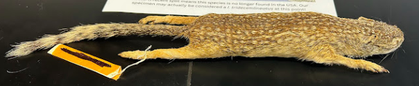 <p>Mexican Ground Squirrel</p><p>Sciuridae</p>