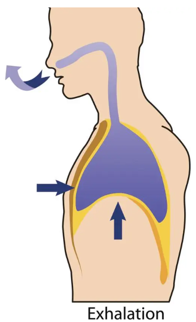 <p><u>Exhalation</u></p><p>Exhalation is usually a ________ process, but can also be ________.</p><p>In ________ exhalation, as the diaphragm and __________ intercostal muscles relax, the chest cavity ___________ in volume. </p><p>Now pressure in the intrapleural space is ________ than in the lungs, causing air to be _______ out.</p><p>In ________ exhalation, the _________ intercostal muscles and ____________ muscles can be used to forcibly _________ the volume of the thoracic cavity, _________ air out.</p>