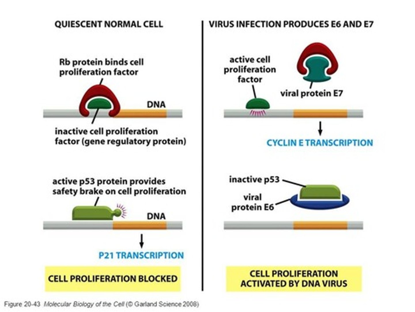 <p>1)degradation of p53 (guardian of the genome) to release cell cycle control</p><p>2)activation of hTERT (telomerase that helps with the immortalization of cells)</p><p>3)degradation of other cellular proteins important for controlling cellular growth</p>