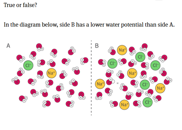 <p>Recall: Water moves from high to low water potential;</p><p>and water also moves from low to high solute concentrations; </p><p>so here, we can clearly see that side b has a higher solute concentration. Therefore the water will move from Solution A to Solution B, and so Solution B also has a lower water potential. <br>ANSWER: SOLUTION B HAS A LOWER WATER POTENTIAL</p>