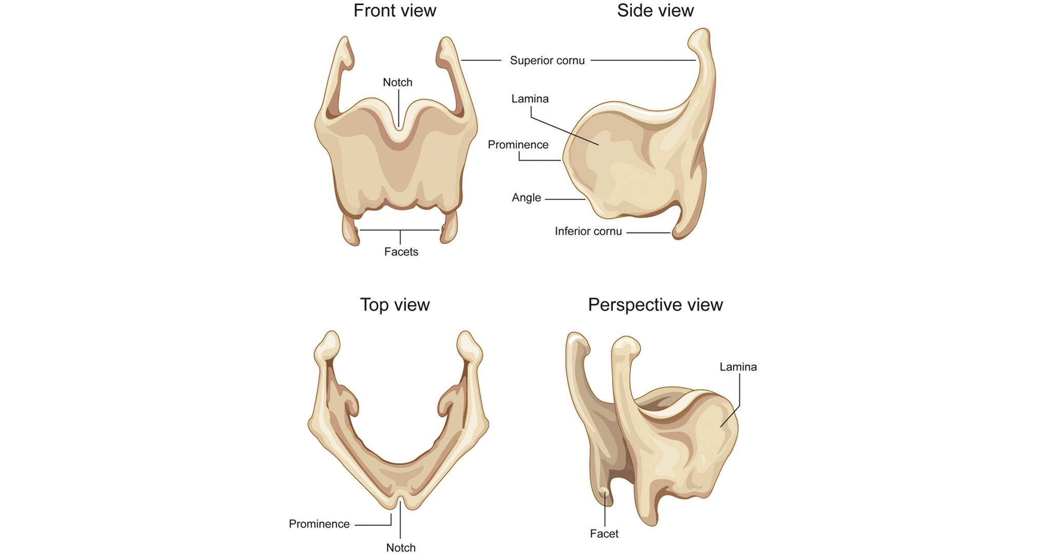<p>Thyroid cartilage</p>