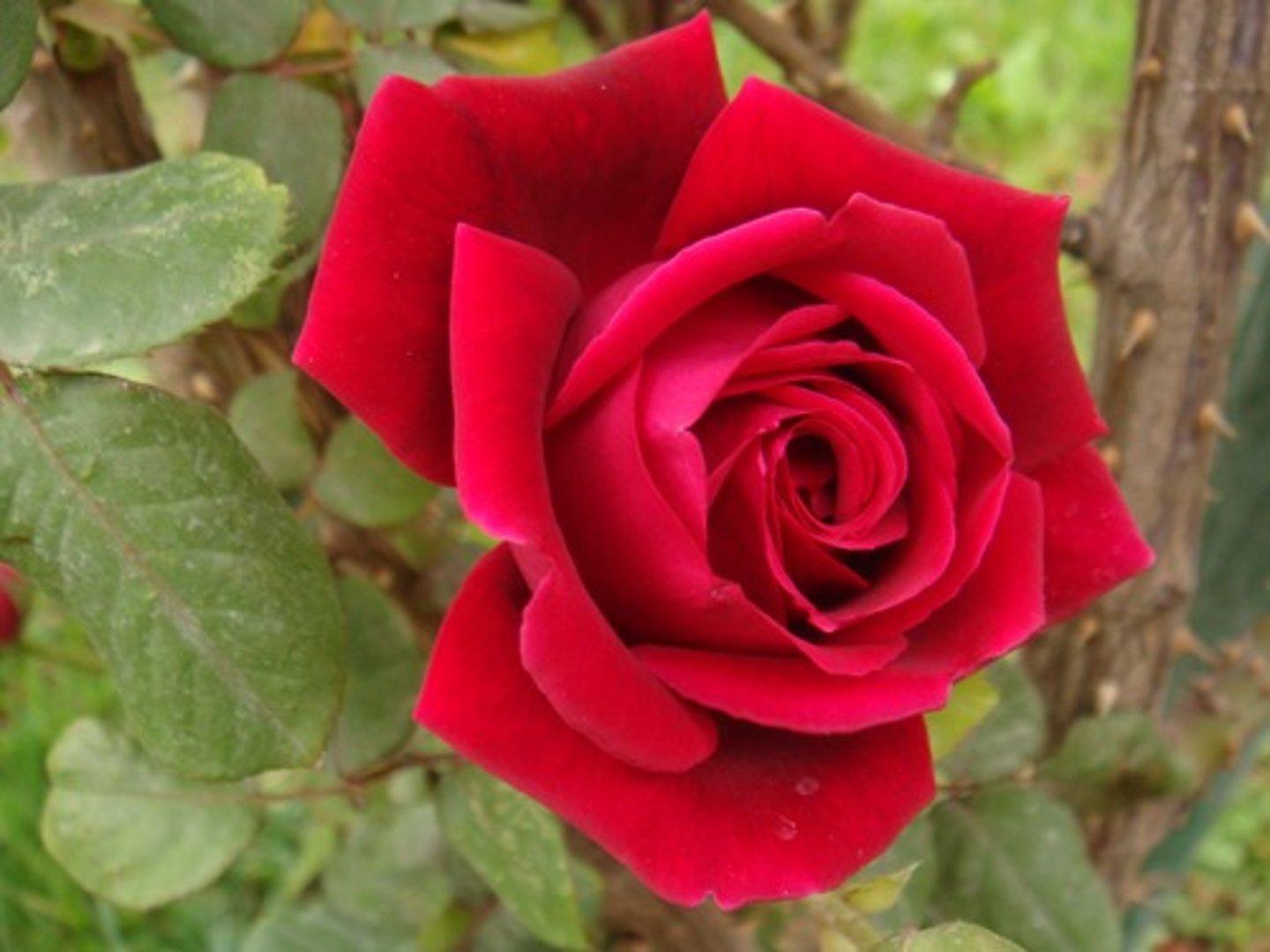 <p>роза</p>