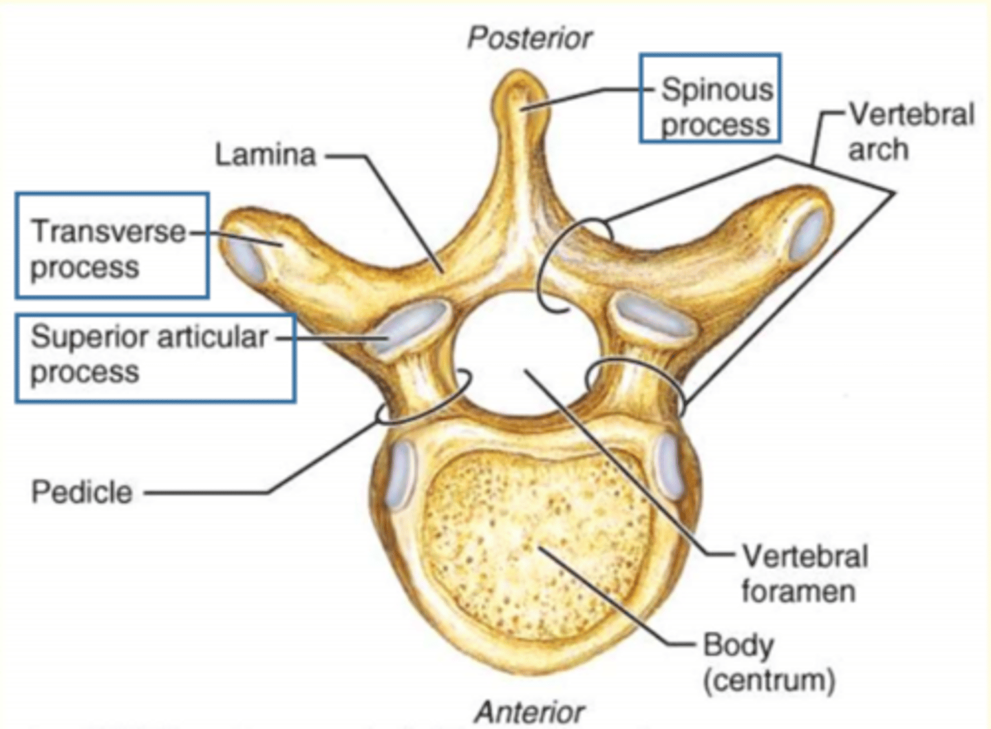 <p>1 Spinous process</p><p>2 Transverse processes</p><p>2 Superior Articular Processes (interlock with vertebra above)</p><p>2 Inferior Articular Processes (interlock with vertebra below)</p><p>Thoracic vertebrae (rib attachment facets)</p>