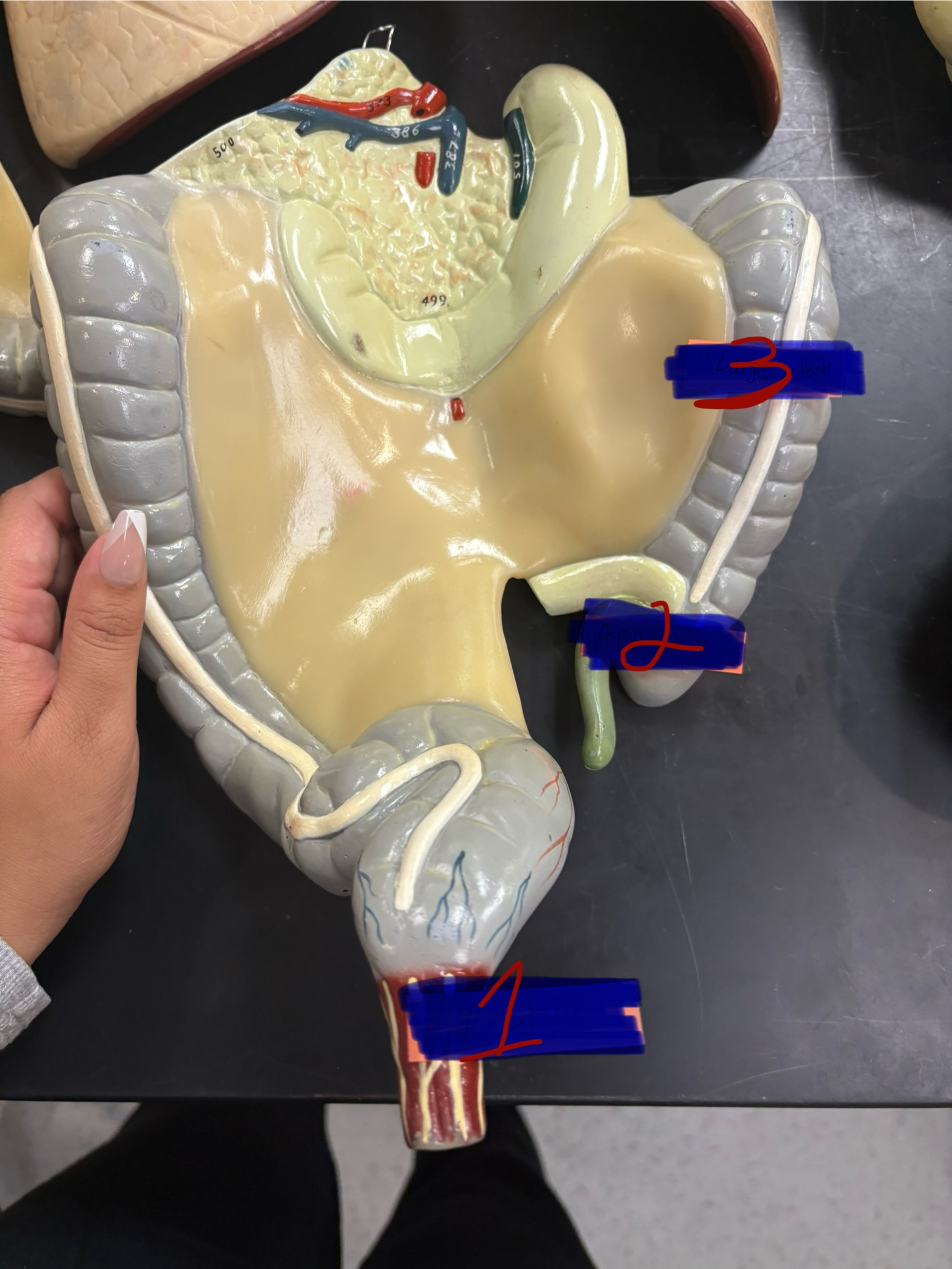 <p>What is the organ for number 3? And what organ system is it apart of?</p>