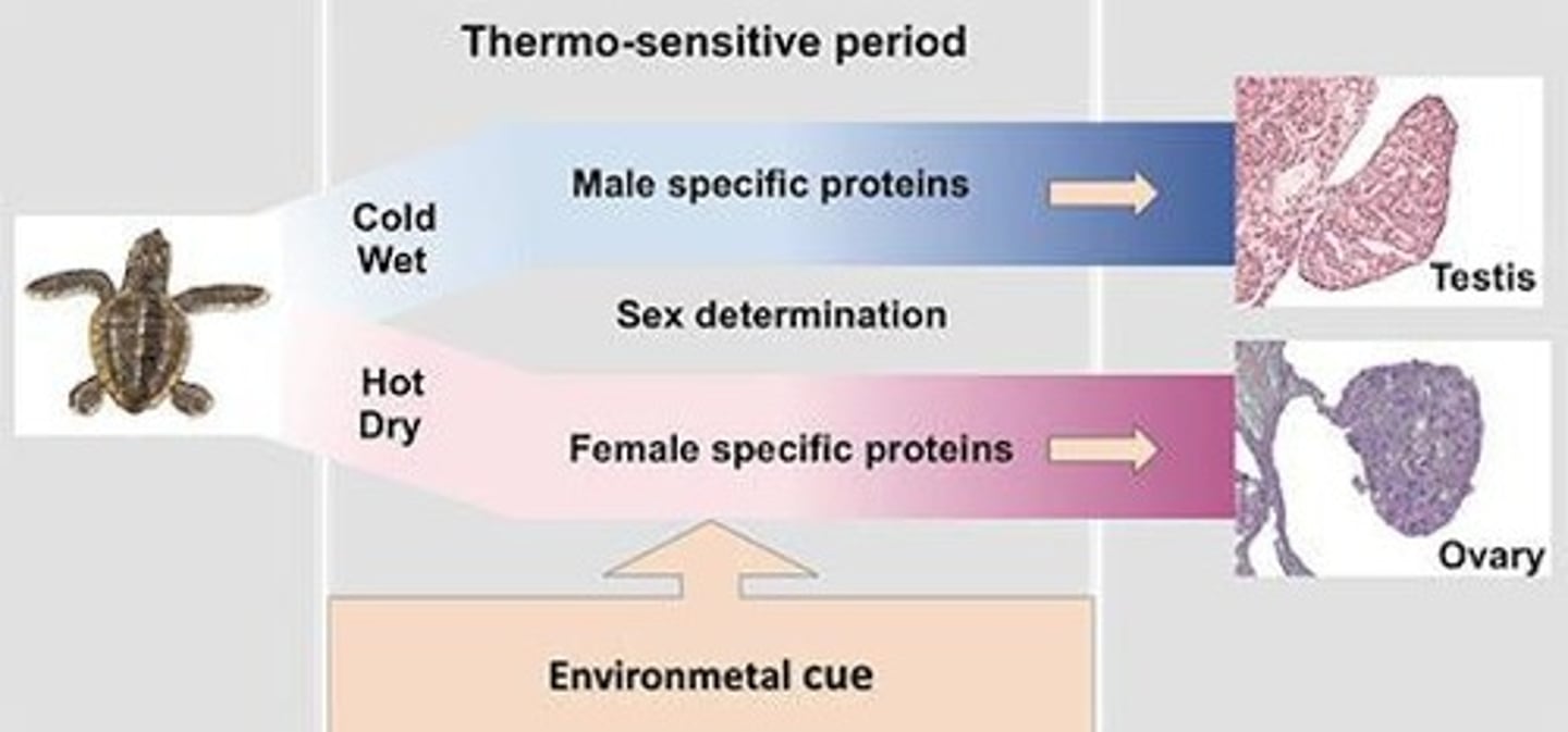 <p>Process influenced by environmental factors like temperature.</p>