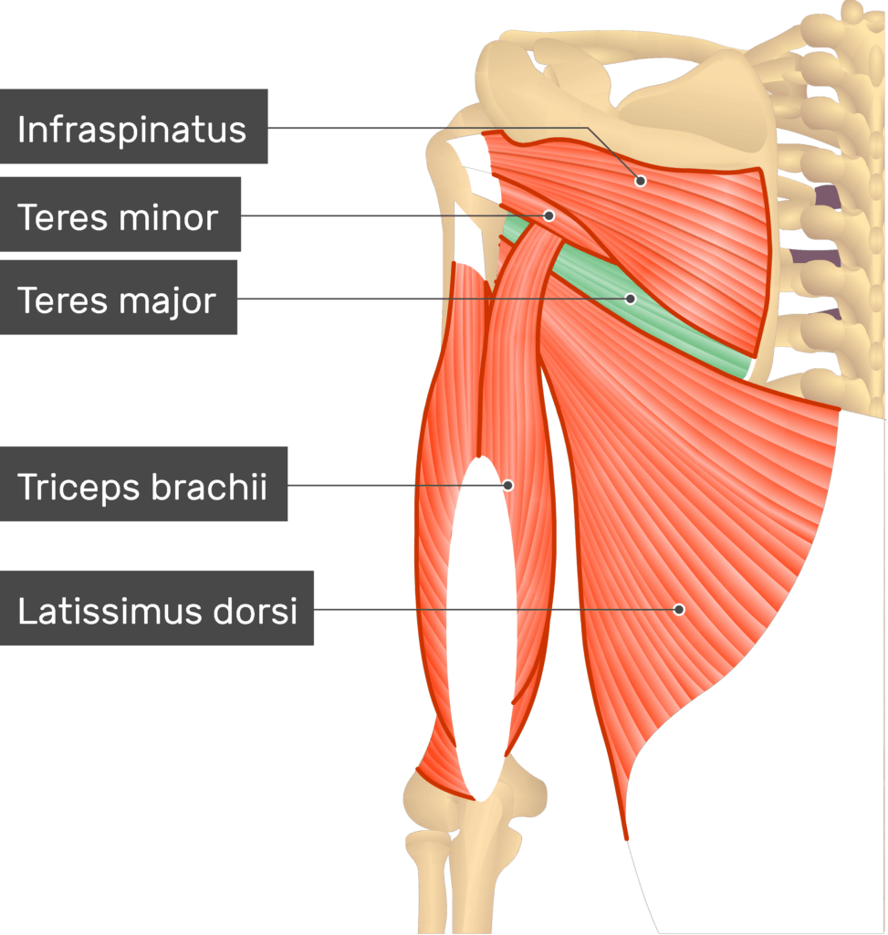 <p>Teres Major</p>