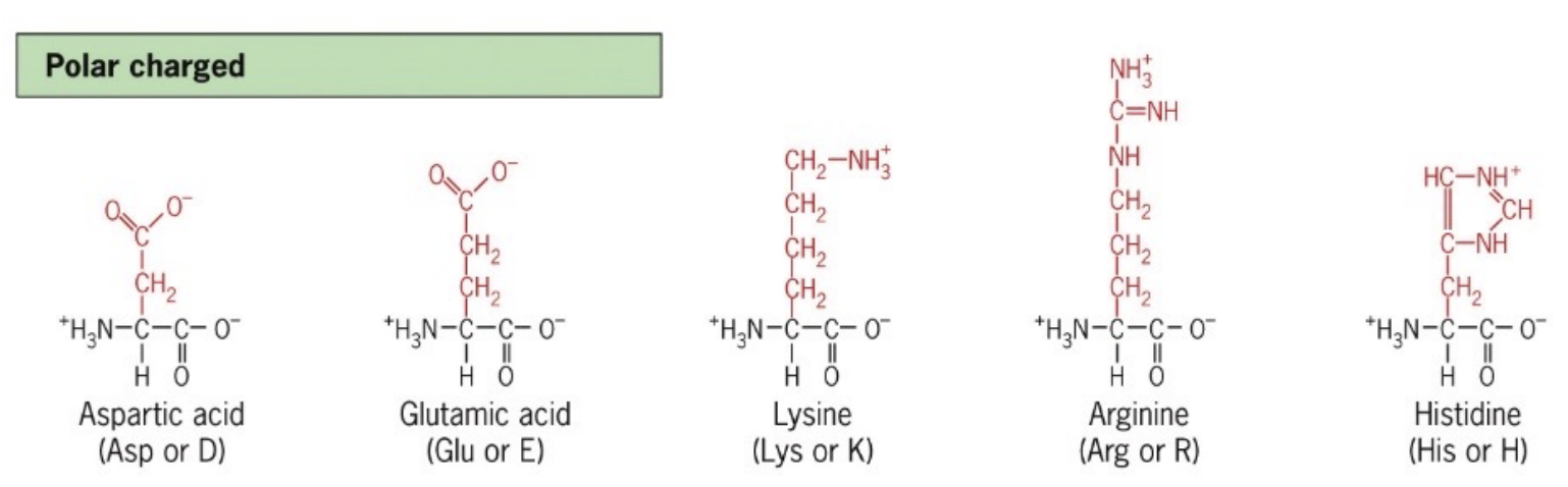 <p>Amino acids with side chains that carry a positive or negative charge, such as aspartate (D), glutamate (E), lysine (K), arginine (R), and histidine (H). </p><ul><li><p>These amino acids are highly hydrophilic and participate in ionic interactions</p></li><li><p>fully + and - charges</p></li></ul><p></p>