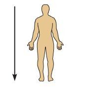 <p>Below, or toward the lower part of a structure of the body (The hips are inferior to the ribs.)</p>