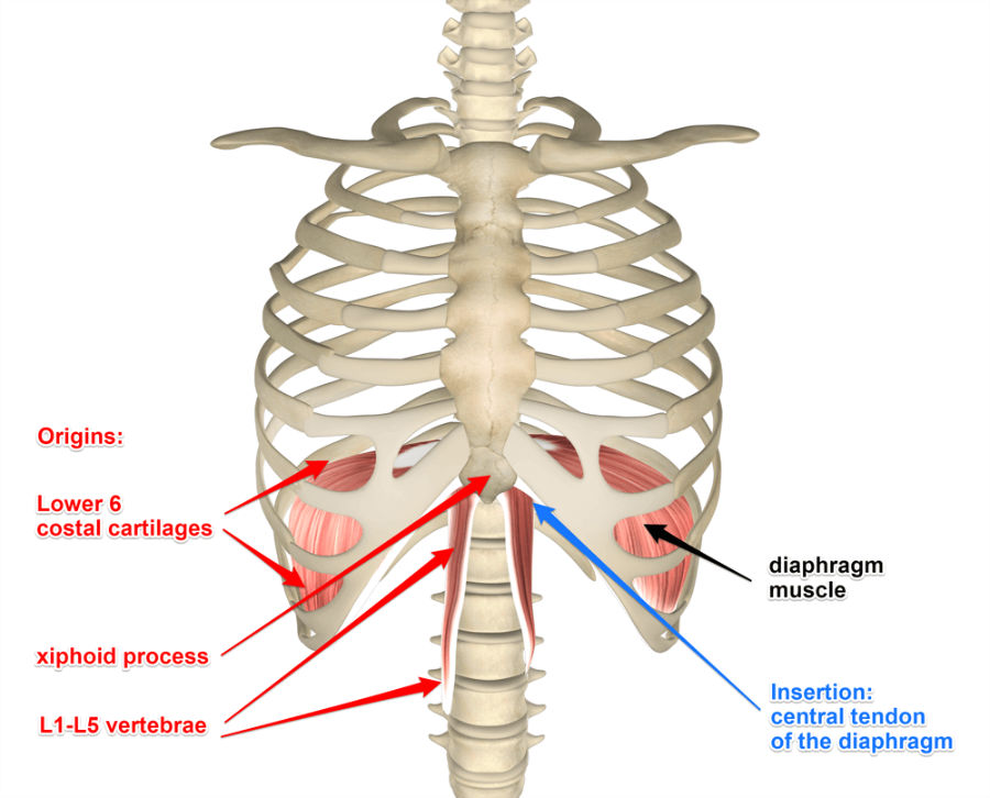 <p>diaphragm: origin</p>