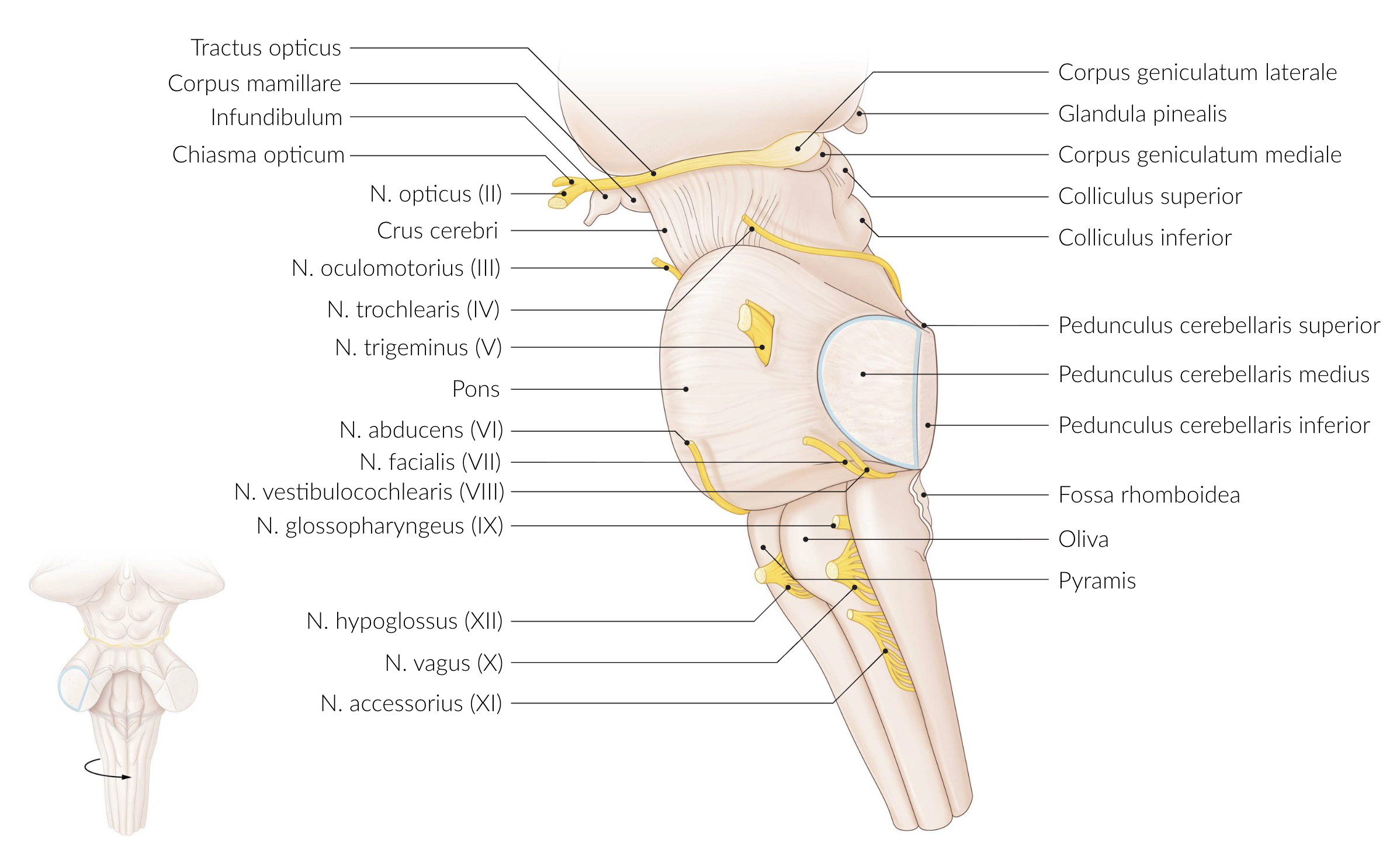 <p>B. N. facialis and N. vestibulocochlearis</p>