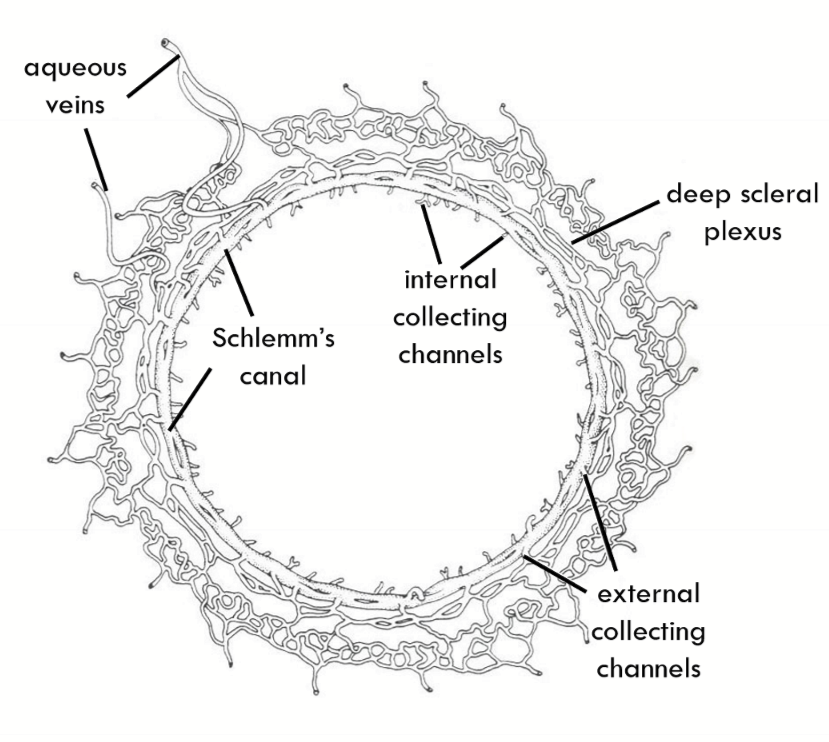 <p>Encircles the limbus<br>Fed into by External collector channels  and empties into interascleral plexus </p>