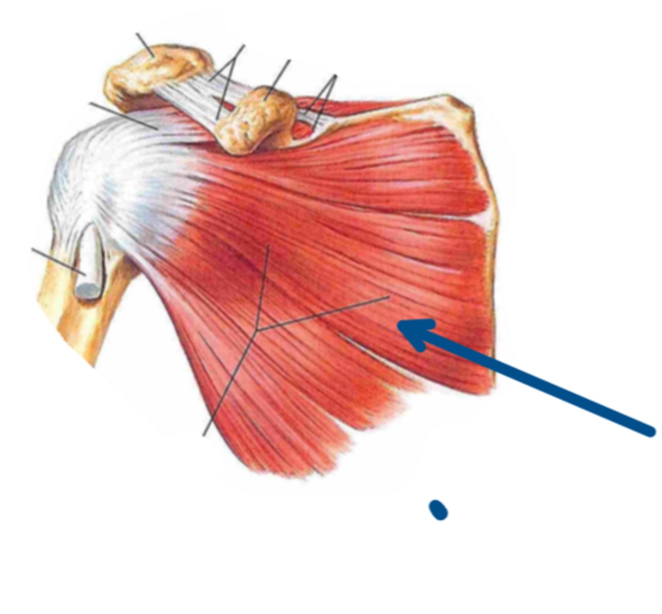 <p>Identify the insertion of the structure indicated by the arrow</p>