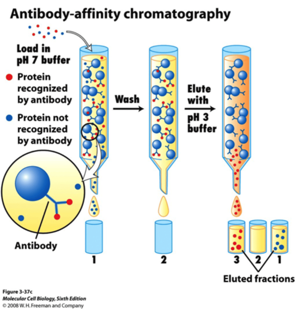 <p>In Affinity Chromatography, a typical Stationary Phase would be composed of an enzyme. The Mobile Phase would something the substrate is even more attracted to in order to wash it out in the end.</p>