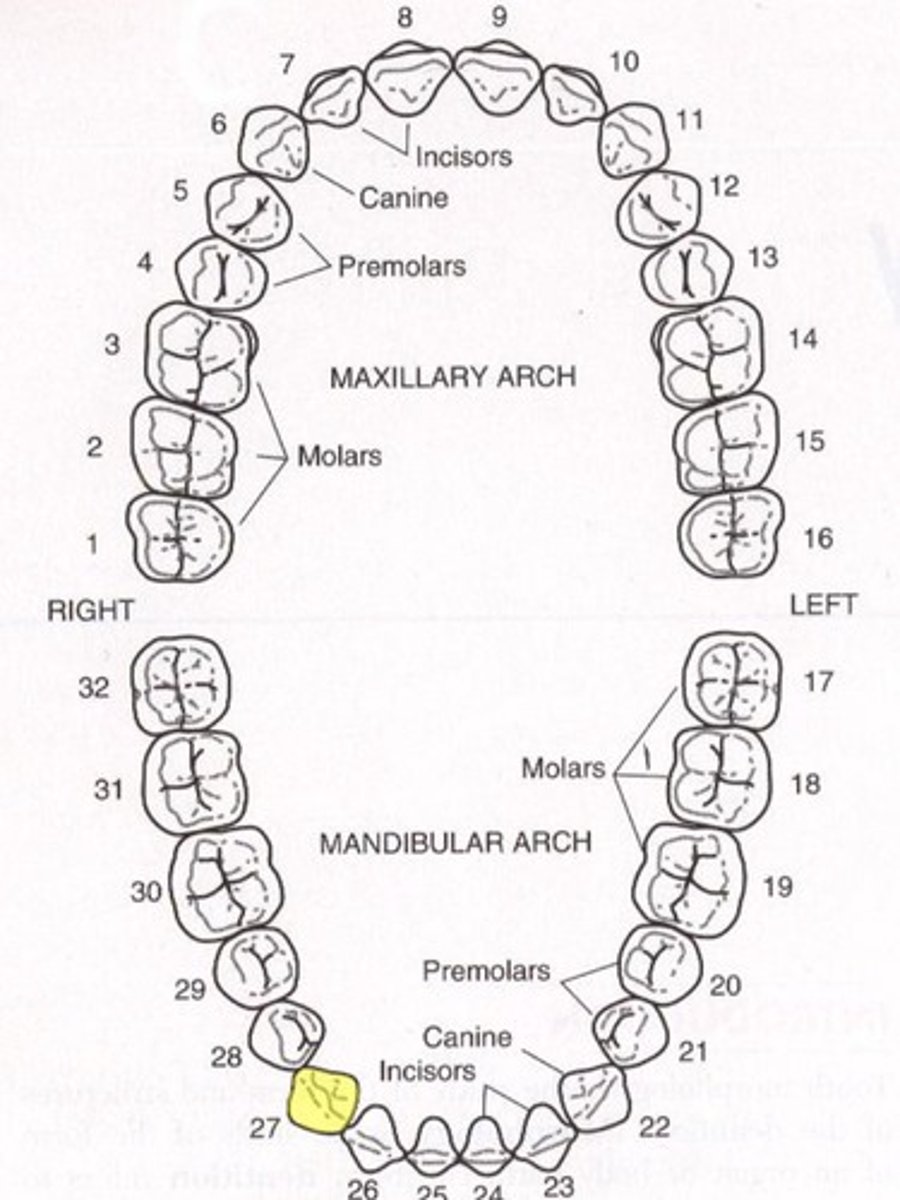 <p>Mandibular right canine</p>