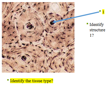 <p>What type of tissue is this?</p>