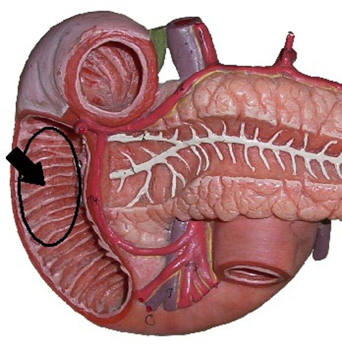 <p>folds that increases surface area for nutrient absorption</p>