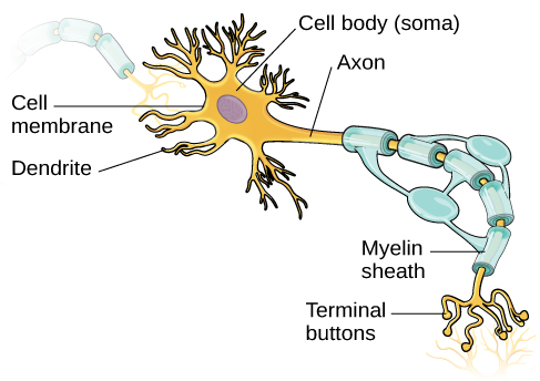 <p>When an electrical signal called an action potential reaches the axon terminal (terminal buttons),it triggers the release of neurotransmitters into the synaptic cleft</p><ul><li><p>these neurotransmitters then bind to receptors on the postsynaptic neuron</p></li></ul><p></p><ol><li><p>The cell body includes a nucleus</p></li><li><p>Dendrites protrude from the cell body - carry nerve impulses from neighbouring neurons towar the cell body</p></li><li><p>Axon carries the impulses away from the cell body, down the length of the neuron </p></li></ol><ul><li><p>Axon covered in a layer of myelin sheath - protects the axon and speeds up electrical transmission of impulse</p></li><li><p>Axon has gaps called Node of Ranvier - speeds up transmission by forcing impulse to ‘jump’ across the gap</p></li></ul><ol start="4"><li><p>Axon terminal communicate with the next neuron (dendrite of the posts synaptic neuron) across the synapse</p></li></ol><p></p>