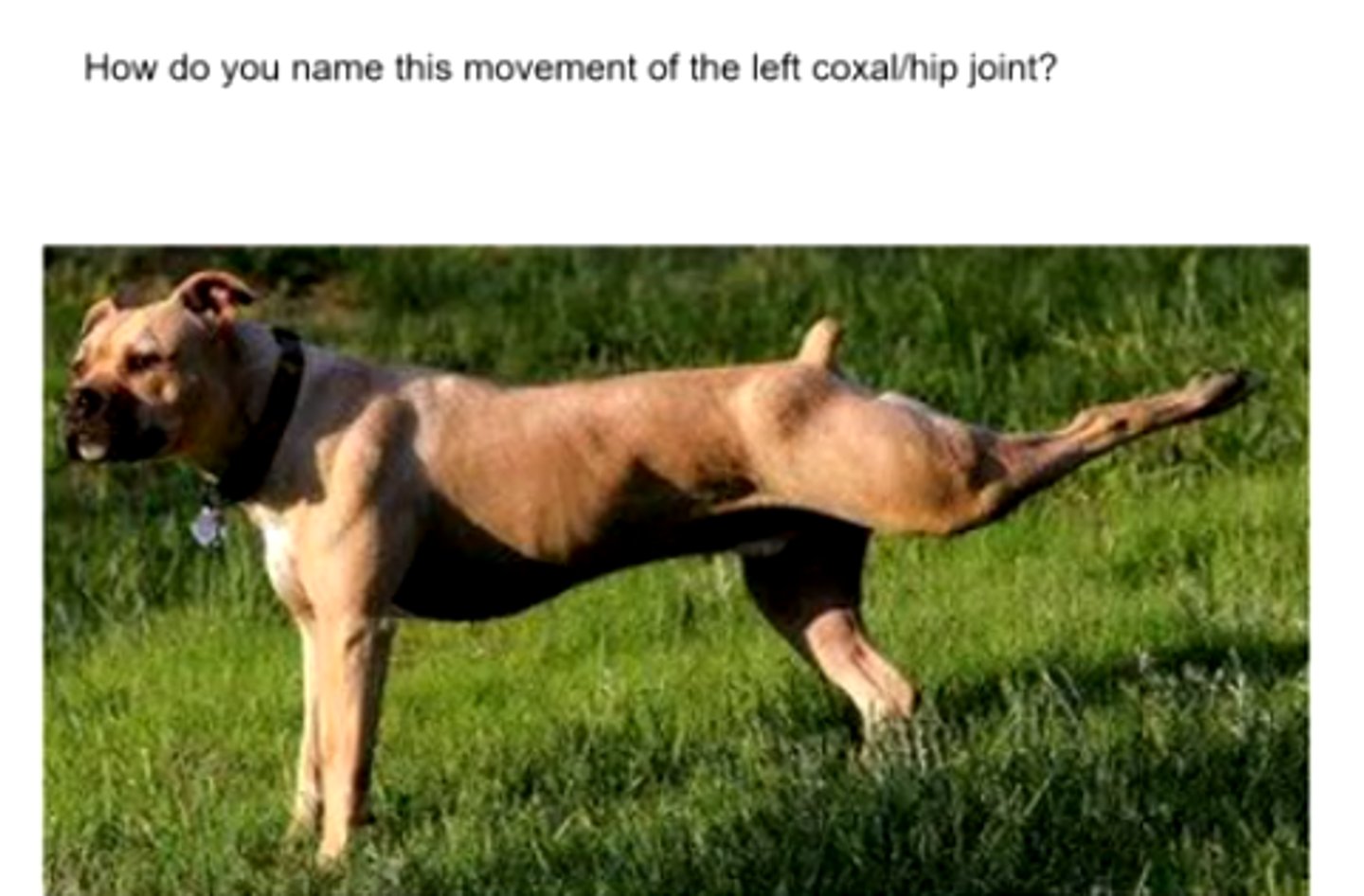 <p>Name the movement &amp; associated joint</p>