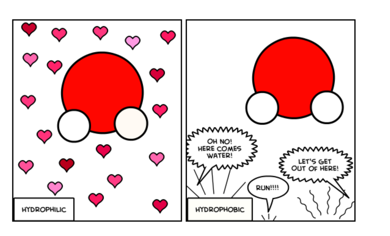 <p>Substances like fat/water are water hating, and are <strong>insoluble in the water</strong>. This happens as they are nonpolar or has no charge.</p><p>The hydrophobic and insoluble nature of molecules like fats and oils is essential for their function within cells. This characteristic allows them to form cell membranes and store energy efficiently without dissolving in the cell's aqueous environment.</p><ul><li><p>Lipids can create a barrier that separates the inside of the cell or organelle from the outside environment.</p></li><li><p>Steroid hormones are derived from cholesterol. They include <strong>hormones</strong> like testosterone, estrogen, and cortisol. Their hydrophobic nature allows them to easily cross the hydrophobic lipid bilayer of the cell membrane.</p></li><li><p><strong>Fat-soluble vitamins</strong>: Vitamins A, D, E, and K are all fat-soluble vitamins that are hydrophobic and insoluble in water. These vitamins are essential for various biological processes, such as vision, bone health, and blood clotting.</p></li></ul><p></p>