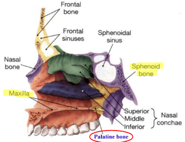 <ul><li><p>two L-shaped bones composed of vertical and horizontal plates</p></li><li><p>horizontal plates articulate with maxillae to complete the posterior ¼ of the roof of the mouth</p></li><li><p>vertical portions extend upward between maxillae and pterygoid process of sphenoid in posterior nasal cavity</p></li><li><p>superior tips of vertical plates assist in forming posteromedial orbit</p></li></ul><p></p>
