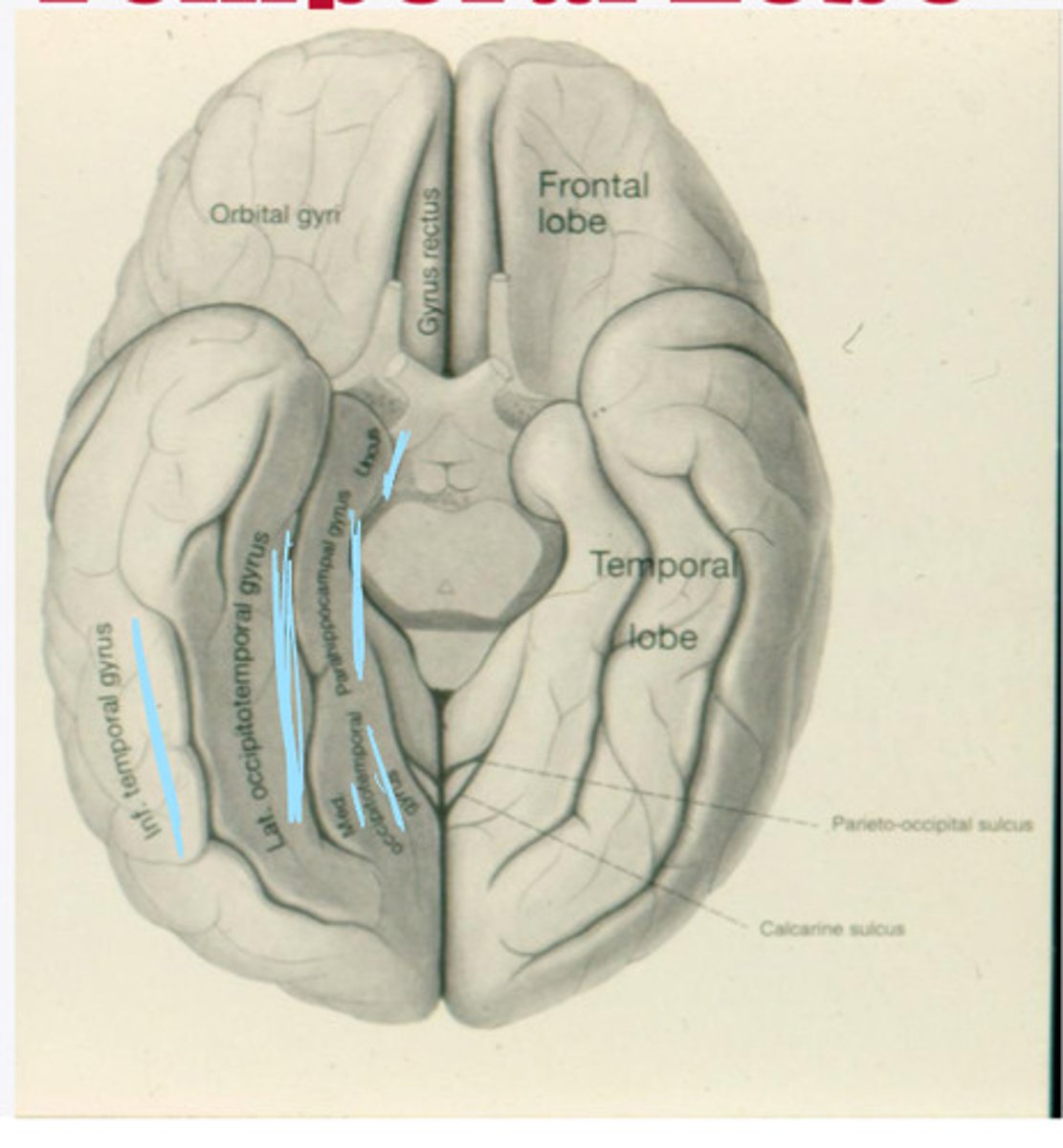 <p>What are the 4 major gyri of the temporal lobe (from an inferior view)?</p>