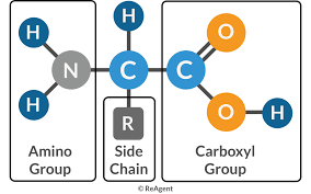 <ul><li><p>An amino</p></li><li><p>Carboxyl</p></li><li><p>R group</p></li></ul>