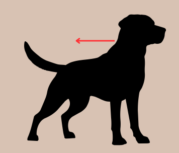 <p>Toward the tail end of the body. in a direction toward the tail</p>