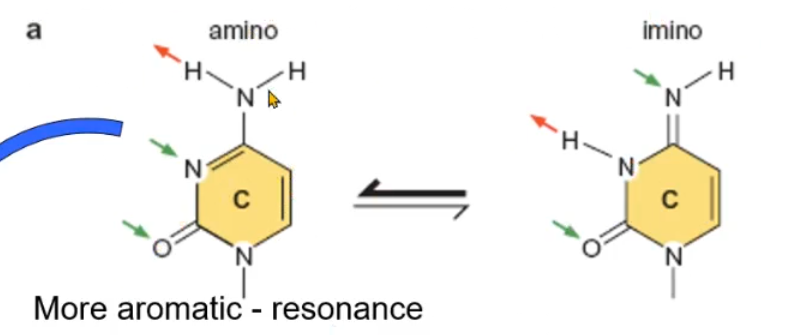 <p>the amino form; imino is also present</p>