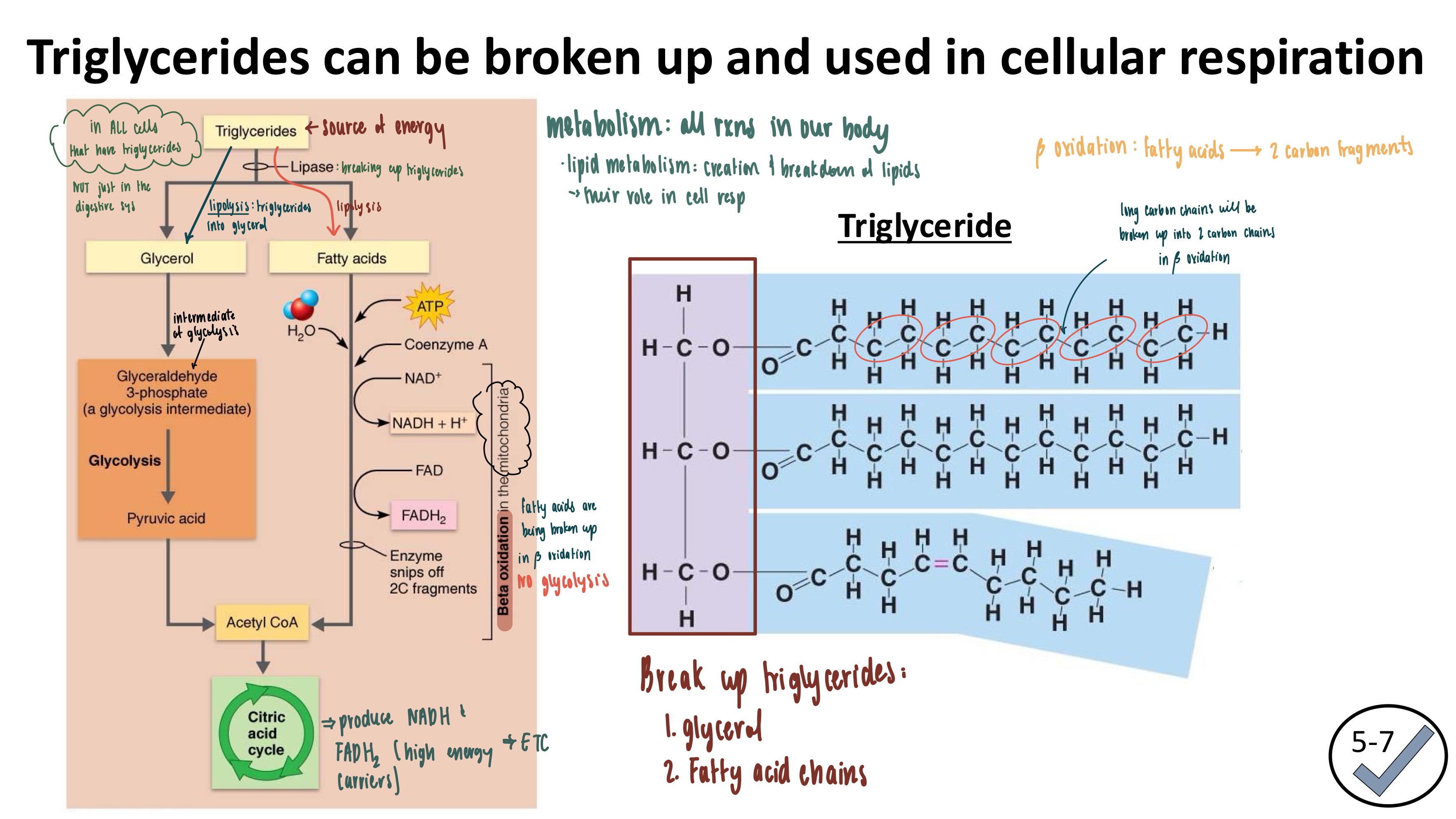 <ul><li><p><strong>Glycerol</strong>: glycolysis via lipolysis</p></li><li><p><strong>Fatty Acid Chains</strong>: citric acid cycle via lipolysis FIRST, then beta oxidation</p></li></ul><p></p>