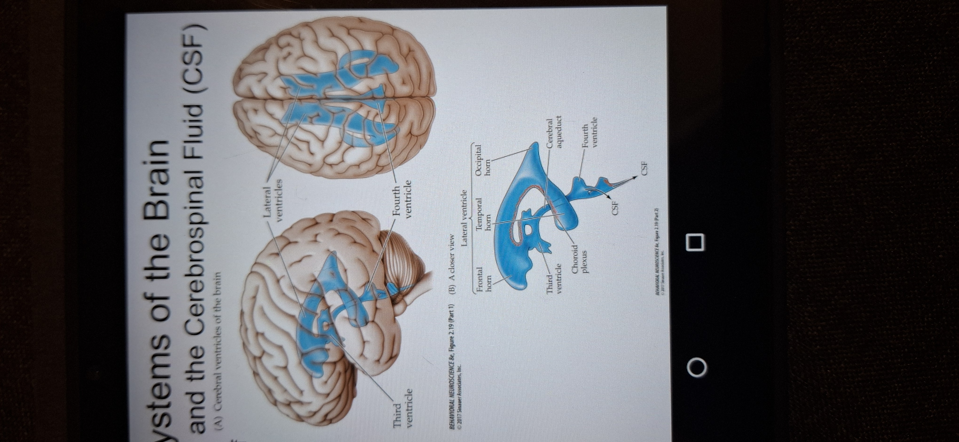 <p>A series of chambers fills with CSF.</p><p class="has-focus">CSF(cerebrospinal fluid) has 2 main functions:</p><p class="has-focus">1.Acts as a shock absorber</p><p class="has-focus">2.provides an exchange medium between blood and brain.</p>