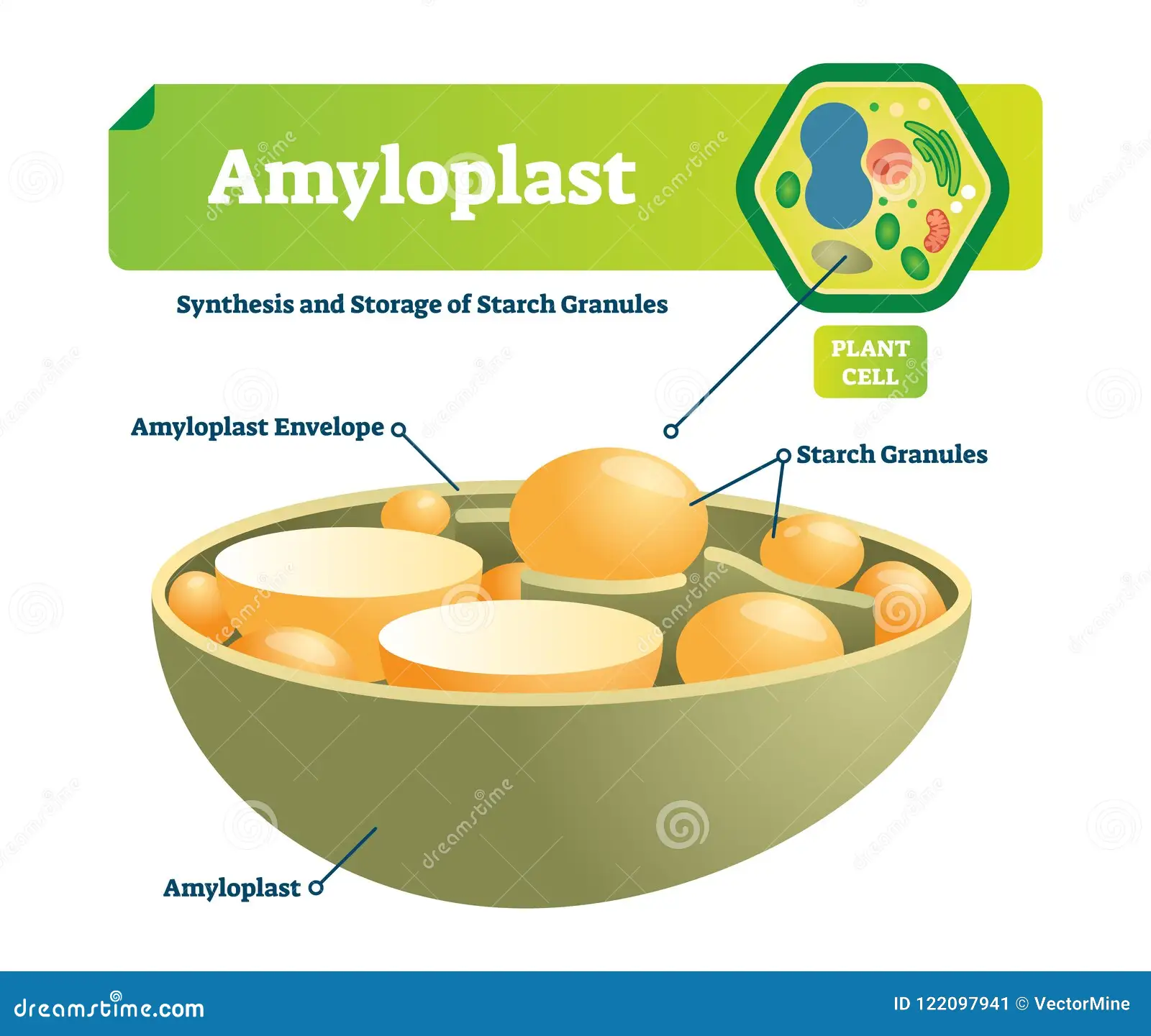 <ul><li><p>plant cells </p></li><li><p>excess glucose is stored as starch molecules </p></li><li><p>found in the root and rubers of starchy vegatbles </p></li></ul><p></p>