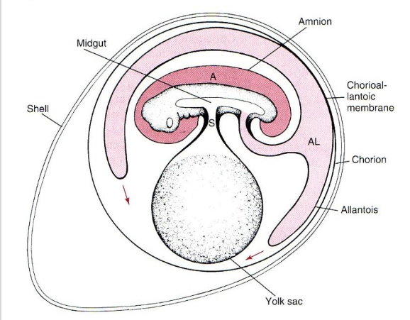 <ul><li><p>= yolk sac + 3 new extraembryonic membranes</p><ul><li><p>yolk sac stores nutrients</p></li><li><p>amnion and chorion = fluid filled sacs that absorbs shock and prevents desiccation</p></li><li><p>allantois: stores nitrogenous waste</p></li><li><p>allantois and chorion will fuse and become highly vascularized (lots of capillaries)</p><ul><li><p>together they function in gas exchange </p></li></ul></li></ul></li><li><p>importance of amniotic egg:</p><ul><li><p>can reproduce on land</p></li><li><p>embryo can grow larger with better oxygen supply</p></li></ul></li></ul><p></p>