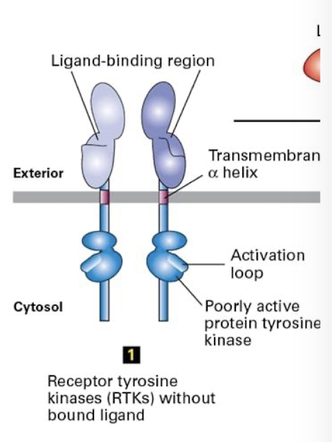 <p>Cell surface reseptors that transduce signals from <strong>growth factors.</strong></p><p>General features:</p><ul><li><p>a single pass ⍺-helix transmembrane domain</p></li><li><p>an extracellular ligand binding domain</p></li><li><p>a cytosolic tyrosine kinase domain that is inactive when the receptor is not ligand bound</p></li><li><p>a cytosolic <strong>activation loop: </strong>switch that activates the kinase domain</p></li></ul><p>requires ligand induced/ mediated/ dimerization </p>