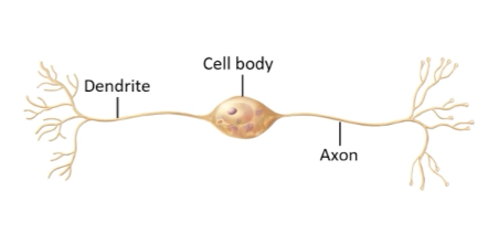 <ul><li><p>2 processes exit cell body: 1 axon and 1 dendrite</p></li><li><p>Common in the special sense organs</p></li></ul>
