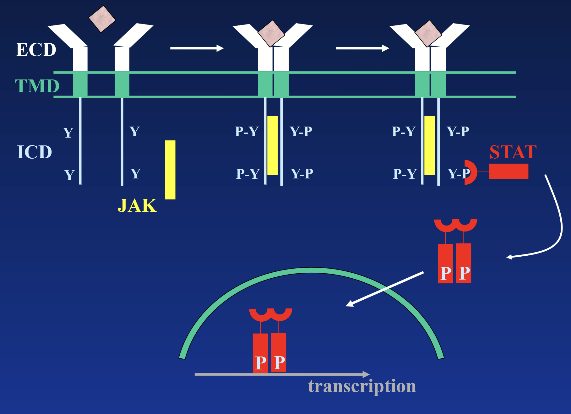 <p>These receptors DO NOT have intrinsic kinase activity. Receptor exists as a monomer. Binding of hormone causes <strong>dimerization</strong> and<strong> binding of JAK tyrosine kinase</strong>, which<strong> phosphorylates the receptor</strong>.</p><p>Phosphotyrosines act as docking sites for intracellular signaling molecules -<strong> STATs</strong> (signal transducers and activators of transcription), which activate various genes.</p><p>STATs trigger second messengers → signal cascade → transcription.</p>
