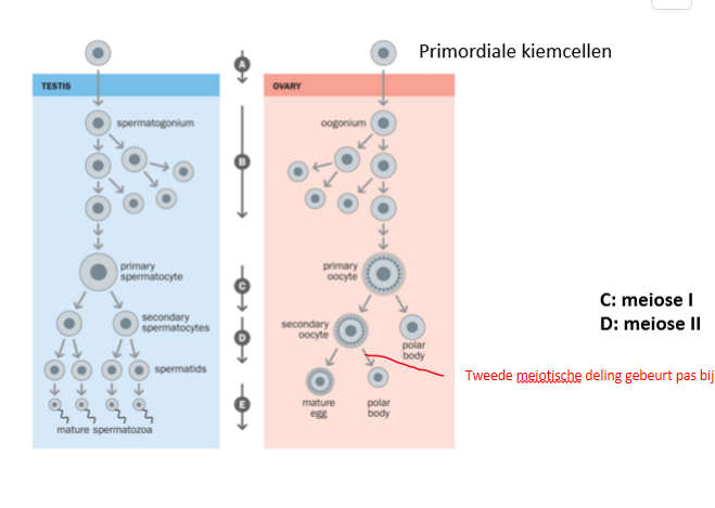 <ol><li><p>tijd</p><ol><li><p>spermatogenese: spermatogonia (afgeleid van primordiale kiemcellen) prolifereren vnl in pubertijd</p></li><li><p>oögenese: meiose I start al foetaal</p></li></ol></li></ol><p></p><ol start="2"><li><p>homologe recombinatie/chiasmata</p><ol><li><p>spermatogenese: veel minder homologe recombinatie/chiasmata</p></li><li><p>oögenese: veel meer homologe recombinatie/chiasmata</p></li></ol></li></ol><p></p>