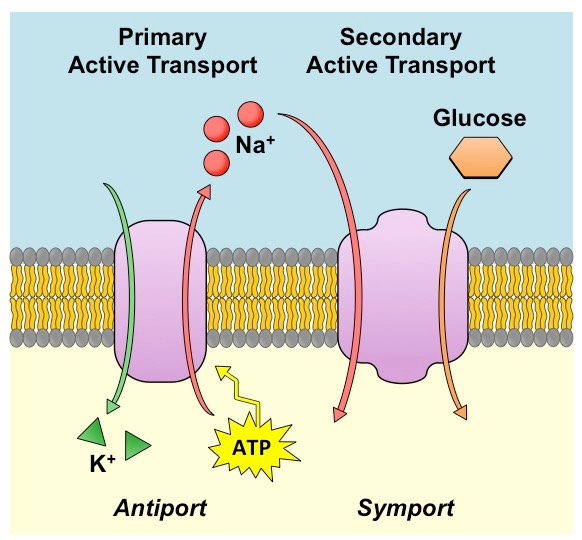 <p>() happens when particles are being transported against their concentration gradient or electrochemical gradient; () is always required usually in the form of ATP; energy source can also be () gradient which is produced as a product of primary active transport</p>