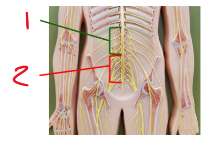 <p><span>Name the plexus 2</span></p>