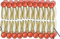 <p><span>Form spontaneously</span></p>