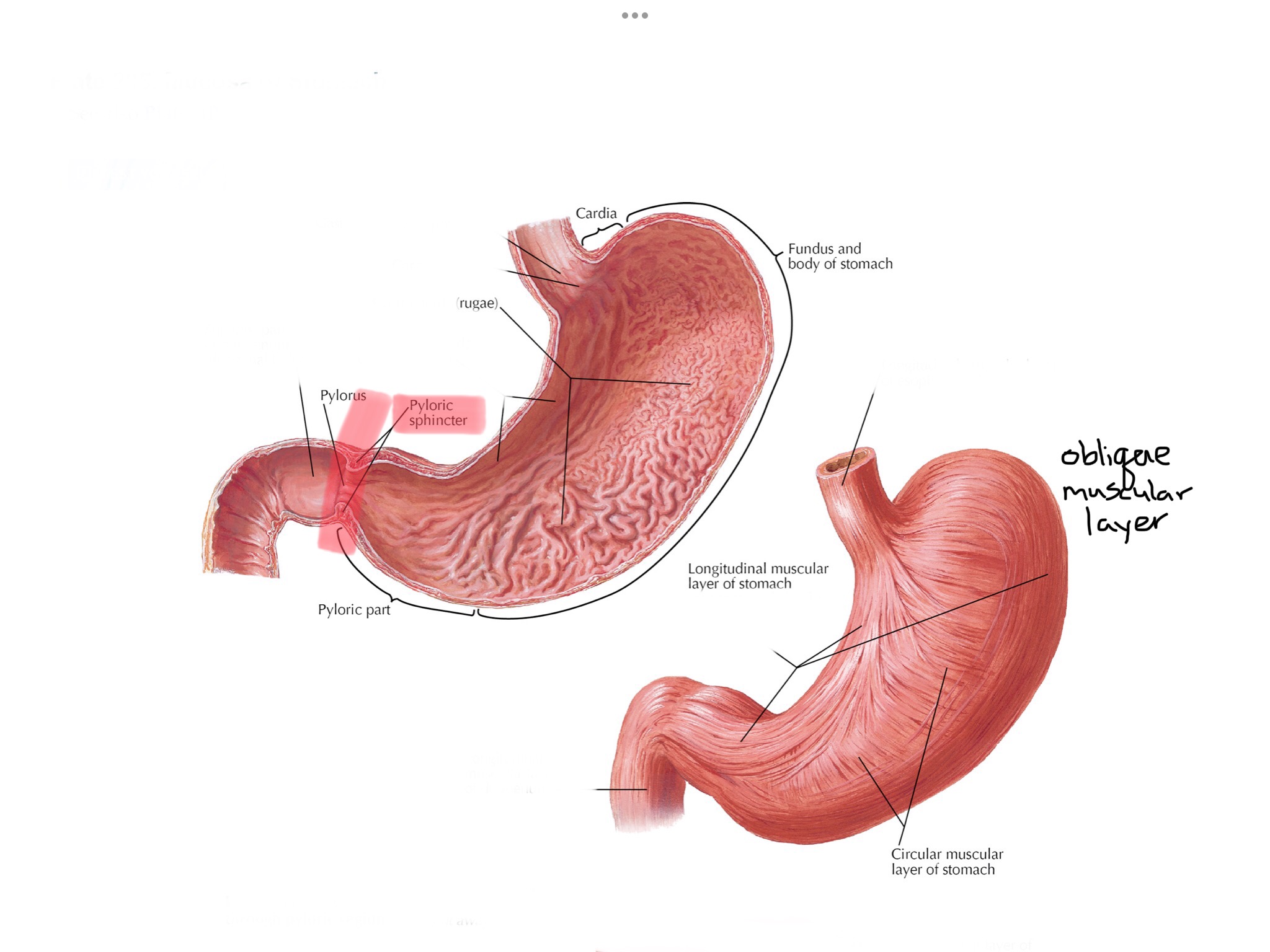 knowt flashcard image