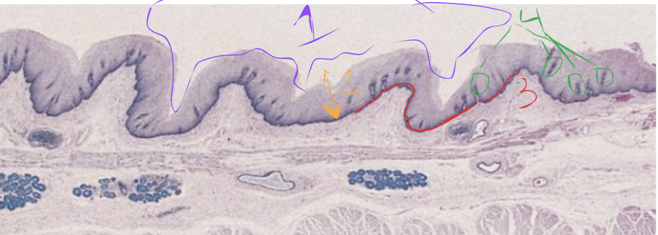 <p>what’s the structure at 1</p>